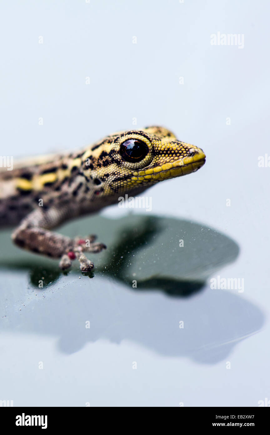 Ein gelb-vorangegangene Zwerg Gecko klammerte sich an das Glas eine Fahrzeug-Windschutzscheibe. Stockfoto