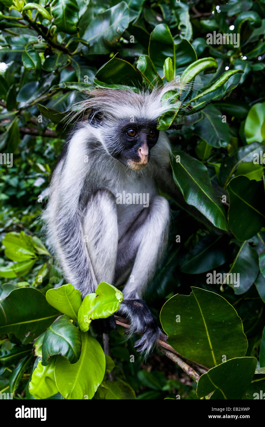 Eine Sansibar Red Colobus Essen Blätter von Büschen nachwachsen in einem Coral Rag Forest National Park. Stockfoto