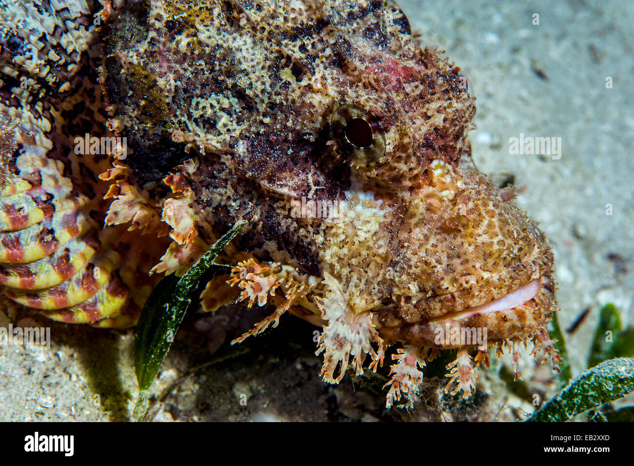 Mosaik-Skalen und Tarnung eine giftige bärtige Drachenköpfe ruht auf dem sandigen Boden in der Nähe von einem Korallenriff. Stockfoto