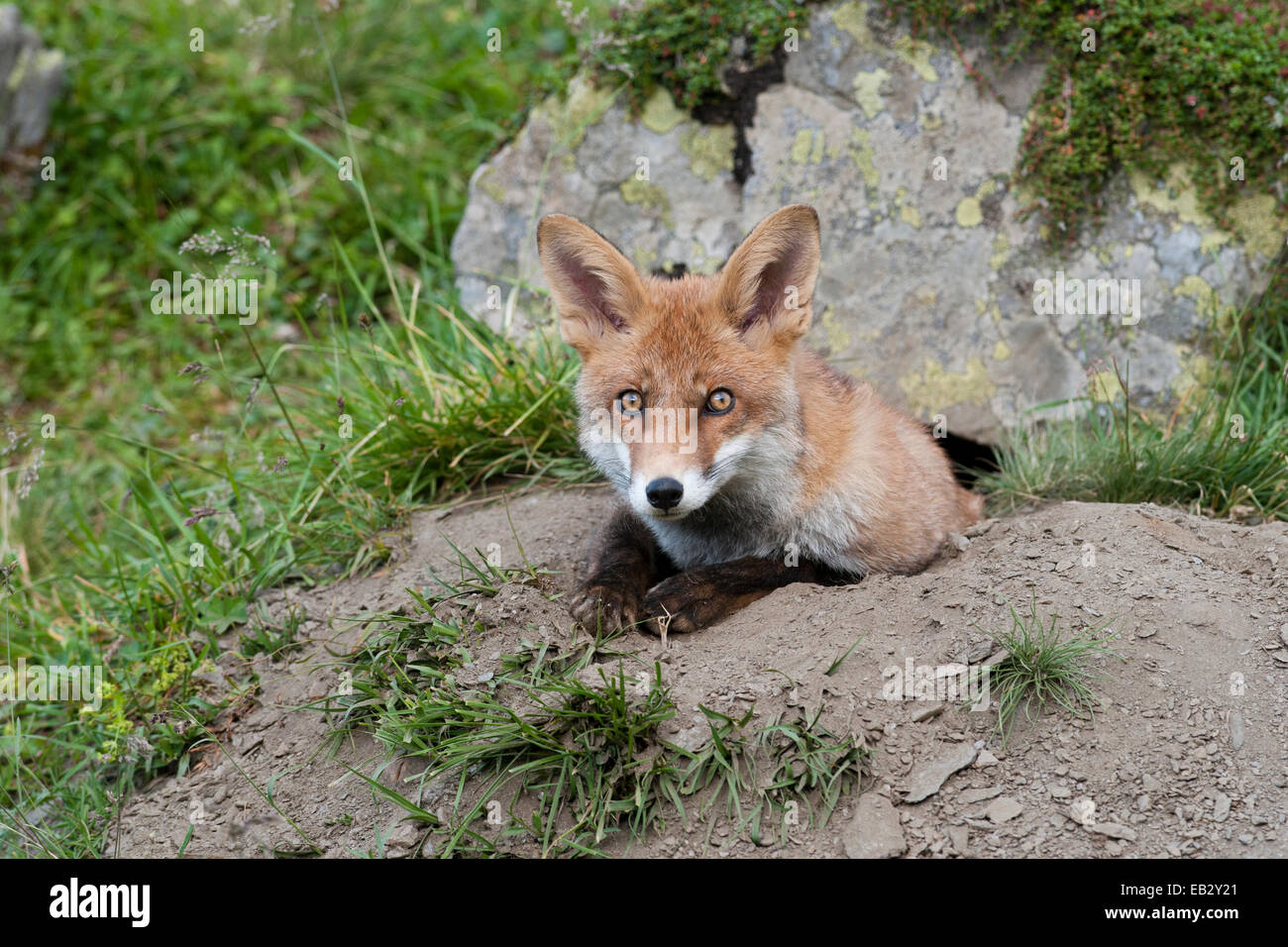 Rotfuchs (Vulpes Vulpes) Blick aus der Höhle, Tyrolean Unterland, Tirol, Österreich Stockfoto