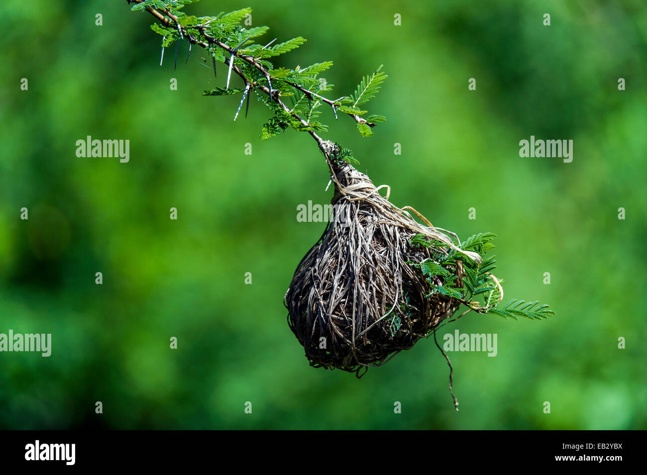Ein Nest von Trockenrasen, die durch eine geringere Masked Weaver hängt von einem dornigen Akazien-Ast gewebt. Stockfoto