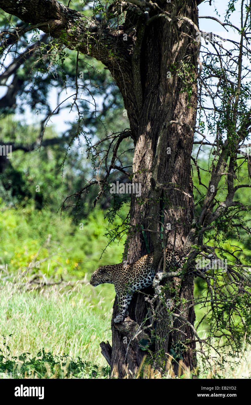 Ein afrikanischer Leopard sucht das Grünland für die Beute aus einem Barsch in einem Baum. Stockfoto