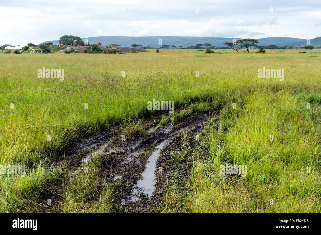 Eine schlammige Fahrzeug Spur verschwindet durch eine grasbewachsenen Savannen-Ebene. Stockfoto