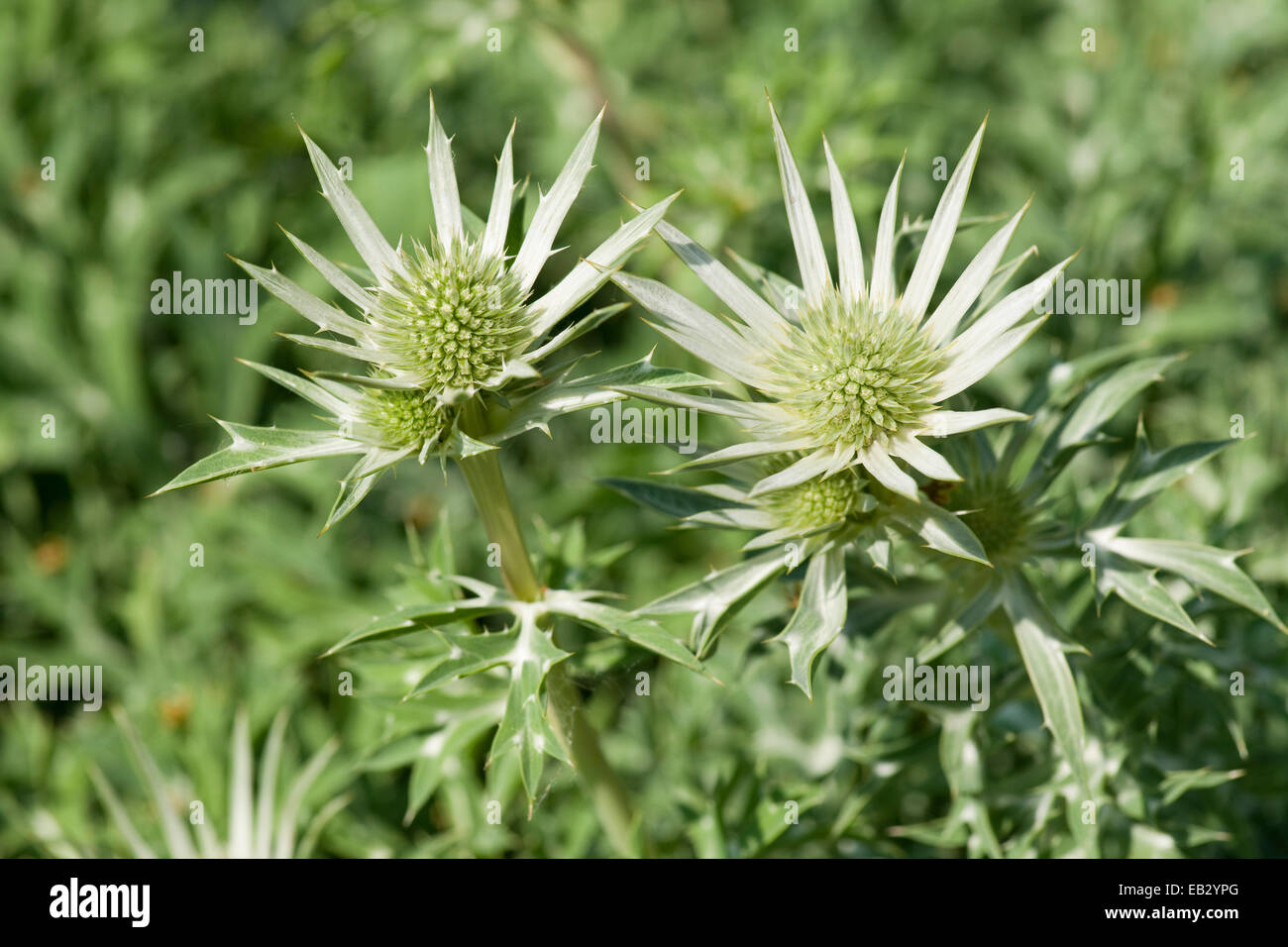 Mittelmeer-Holly oder Bourgati des Eryngo (Eryngium Bourgatii), Garten, Pflanze, aus den Bergen von Spanien und der Stockfoto