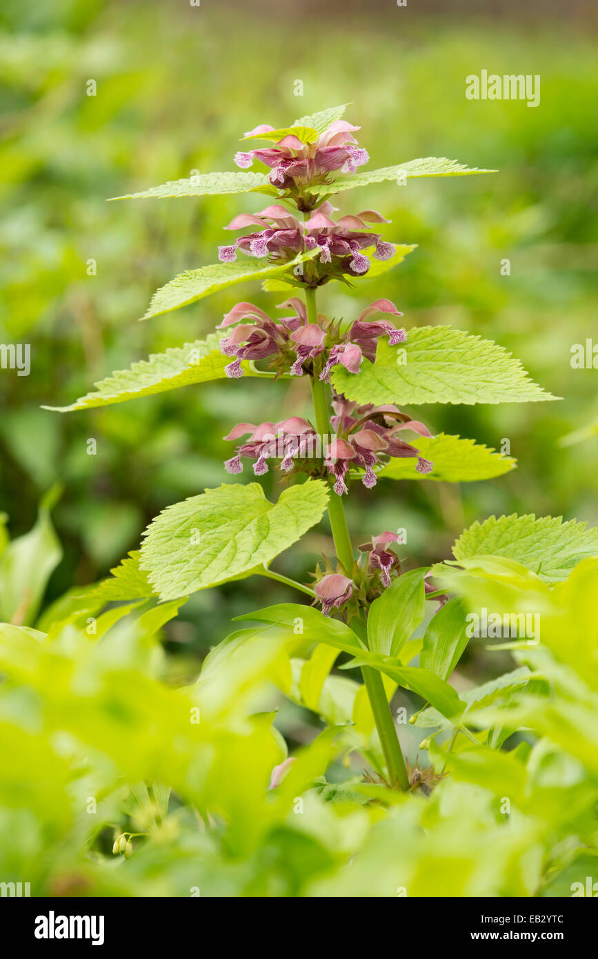 Riesigen Toten Brennnessel oder Taubnessel (Lamium Orvala), Blüten und Blätter, Zierpflanze, ursprünglich aus dem nördlichen Teil des südlichen Stockfoto