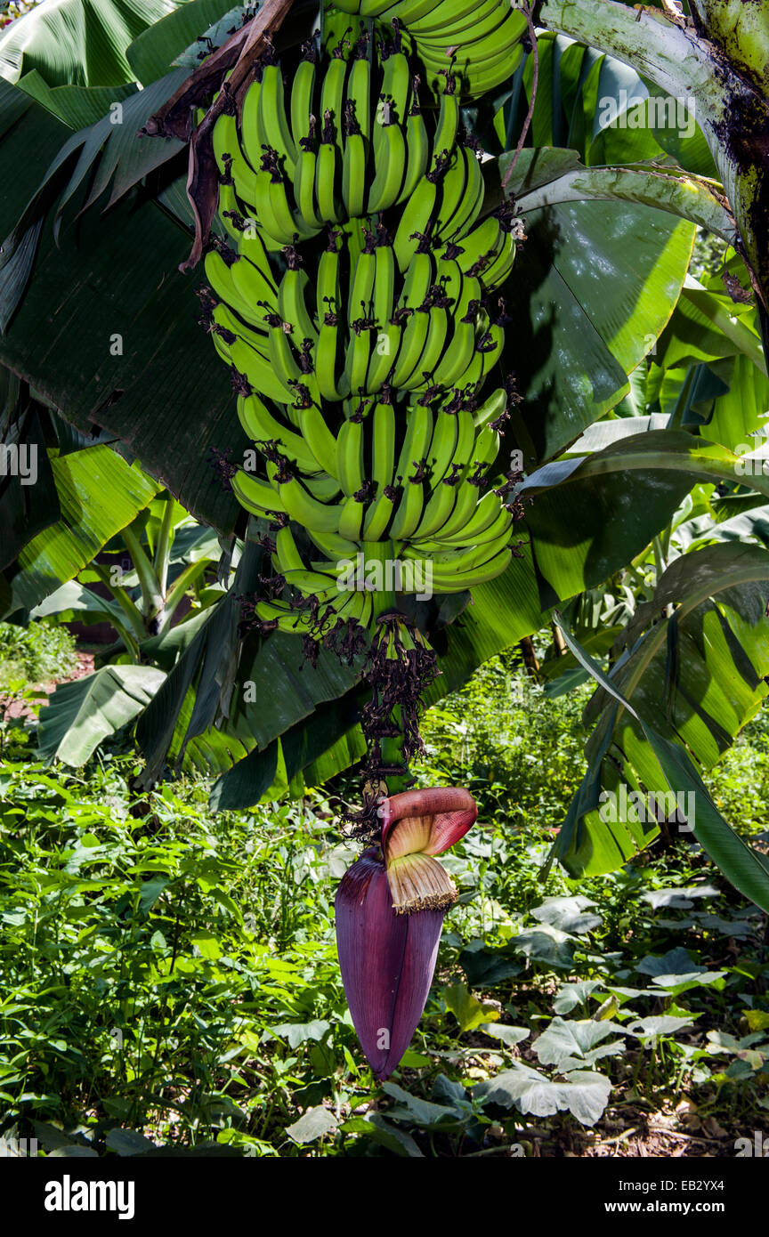 Eine Banane Baum mit Trauben von Frucht und Blume Spike bekannt als einen Blütenstand. Stockfoto