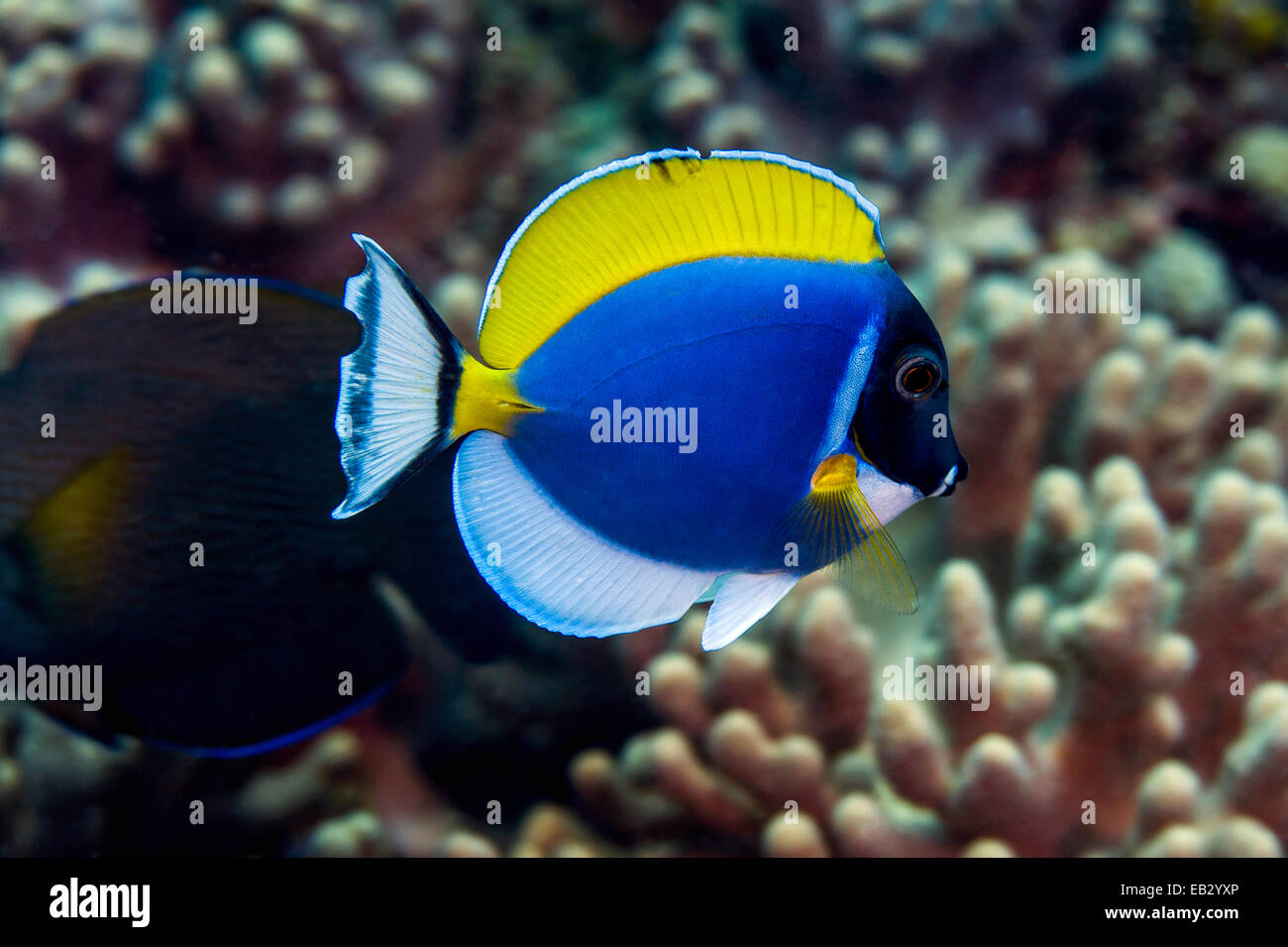 Eine bunte Powder Blue Doktorfisch schwimmen oben eine harte tropischen Korallenriff. Stockfoto