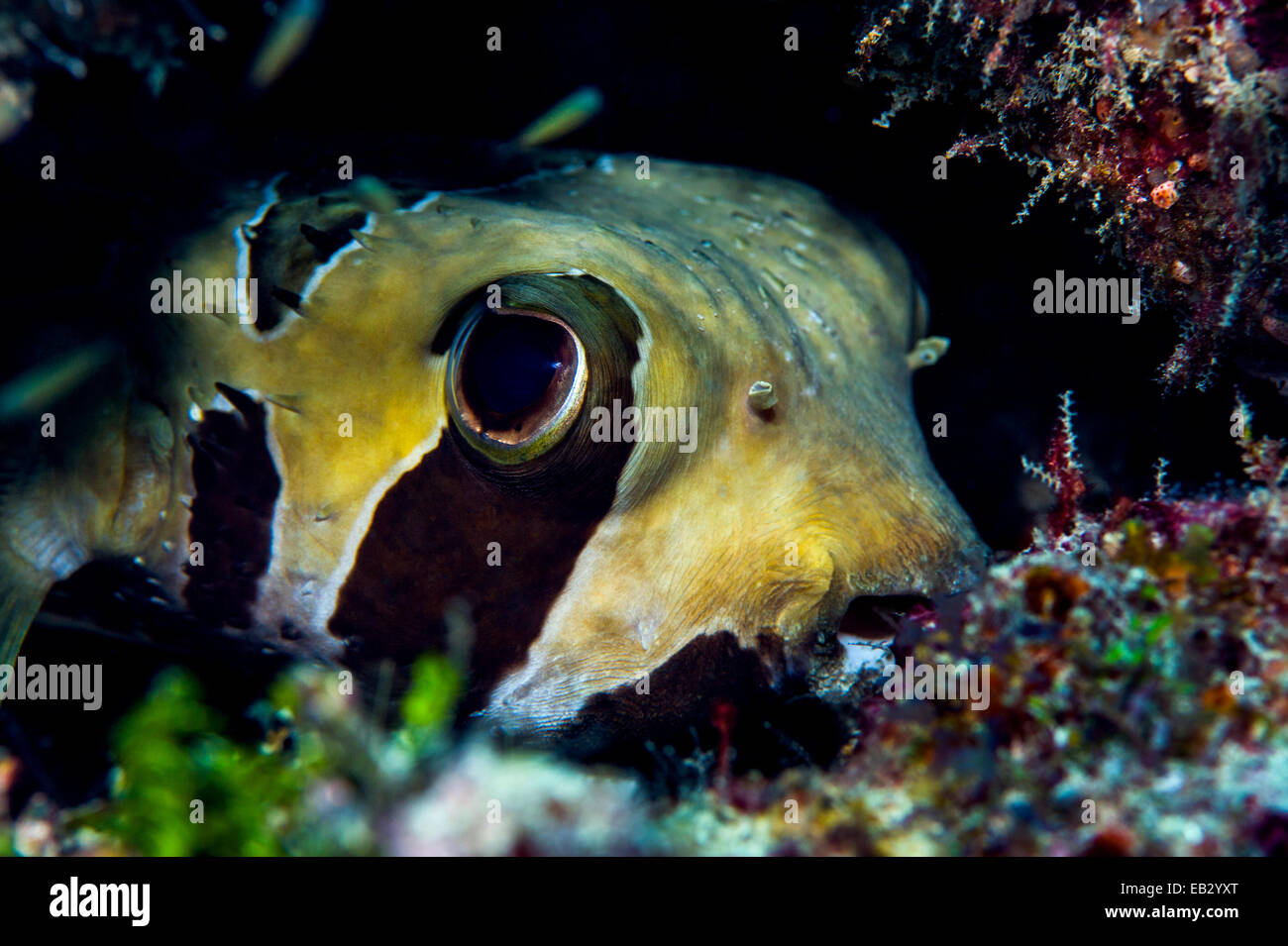 Das große Auge ein Stachelschwein Fisch peering von einer Höhle, wo es in ein tropisches Korallenriff Aufschluss bergende ist. Stockfoto