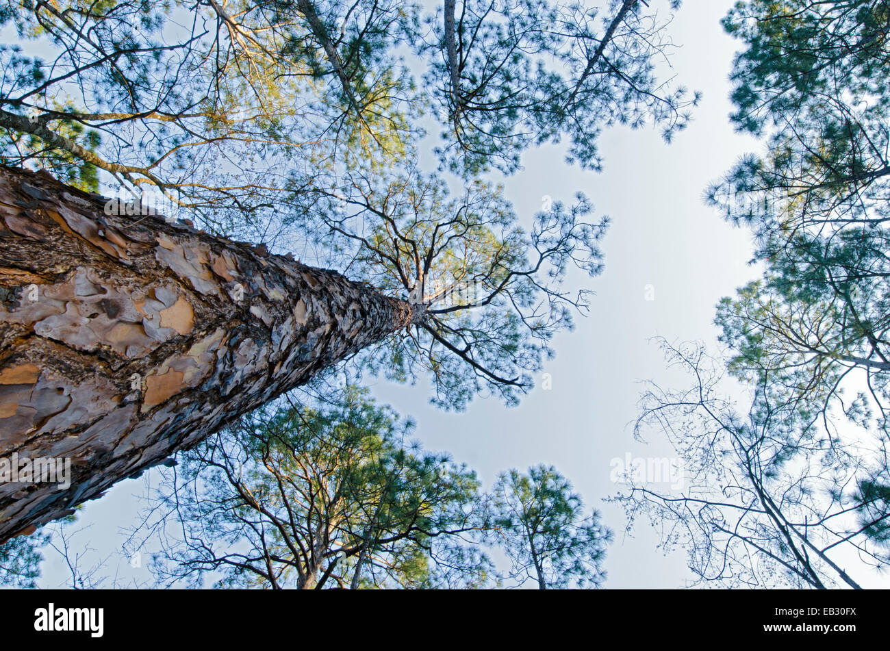 Longleaf Pinienwald in der Moody Wald natürlichen Bereich verwaltet von The Nature Conservancy. Stockfoto