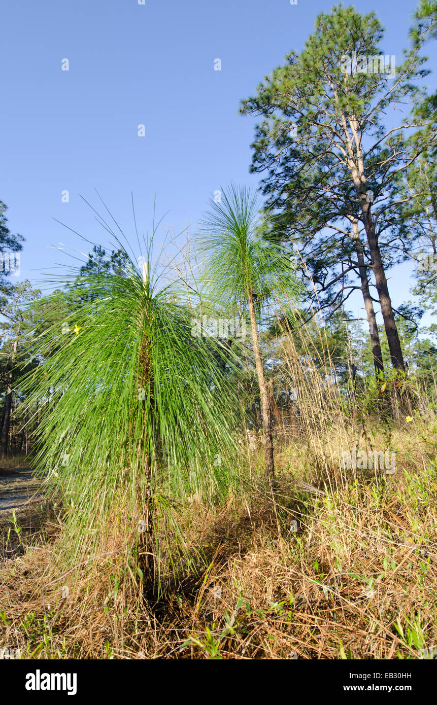 Vor einem vorgeschriebenen brennen, Longleaf Pine Wald in Moody natürliche Waldgebiet von The Nature Conservancy verwaltet. Stockfoto