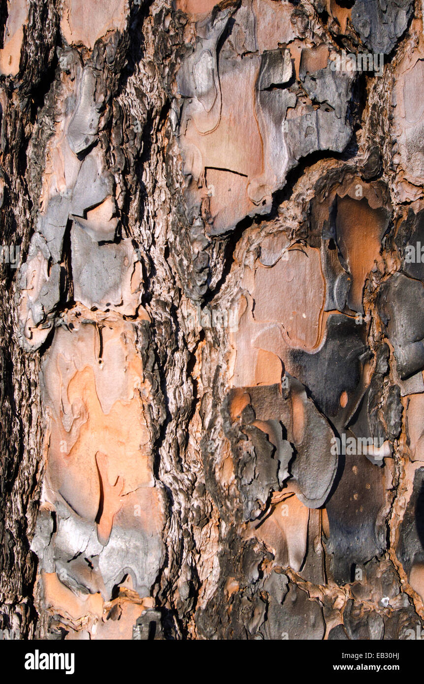 Baumrinde einer Longleaf Kiefer in Moody natürliche Waldgebiet von The Nature Conservancy verwaltet. Stockfoto