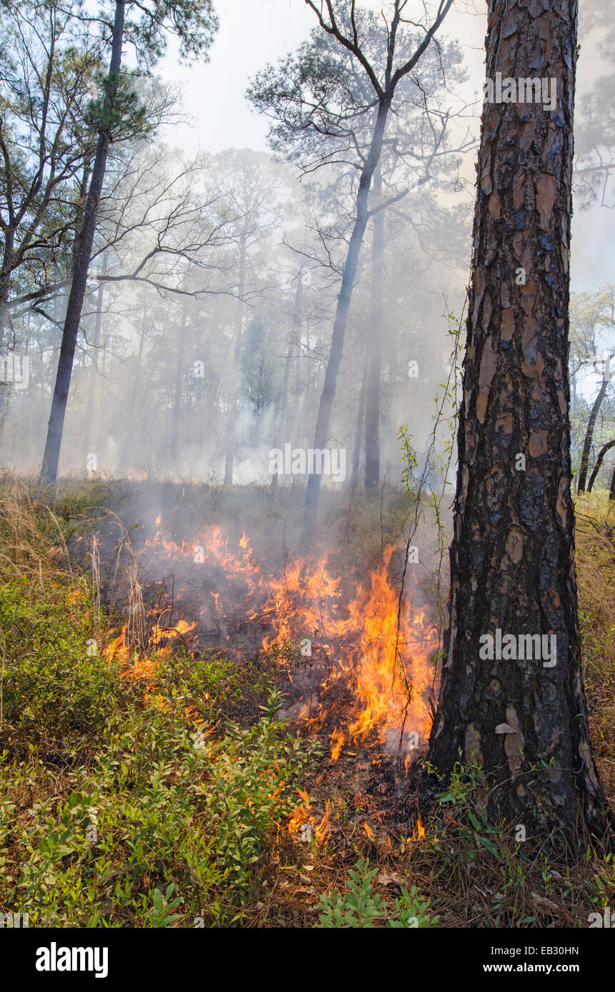 Eine vorgeschriebene Feuer in einem Longleaf Kiefernwald in der Moody natürliche Waldgebiet von The Nature Conservancy verwaltet. Stockfoto