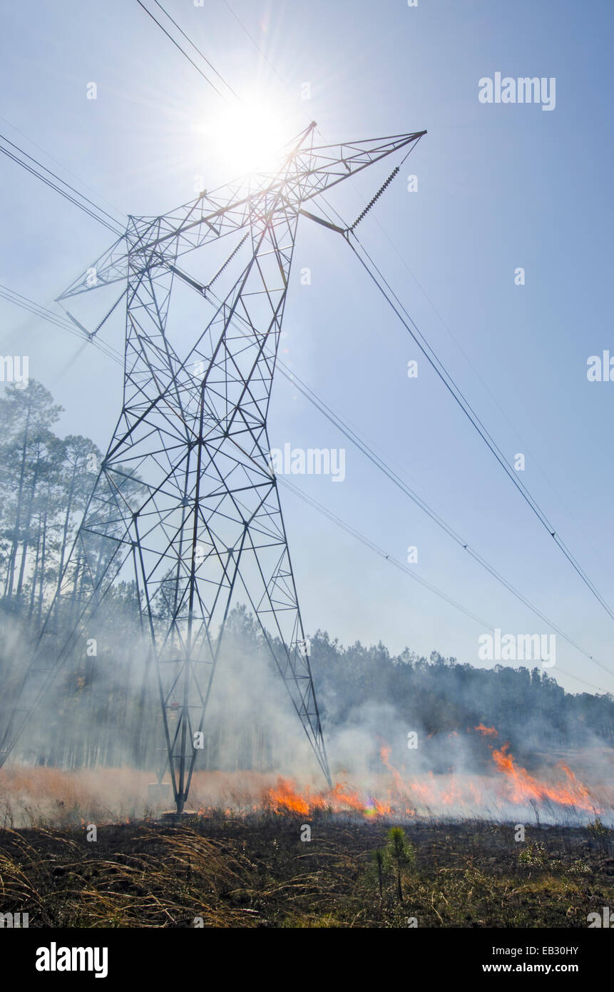 Eine vorgeschriebene brennen in Moody natürliche Waldgebiet von The Nature Conservancy verwaltet. Stockfoto