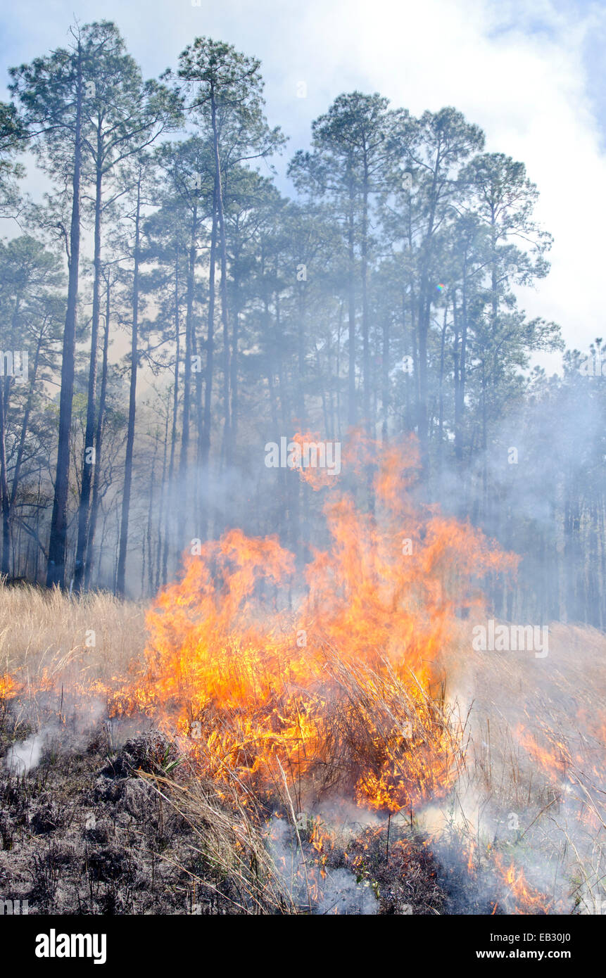 Waldbrennen -Fotos und -Bildmaterial in hoher Auflösung – Alamy