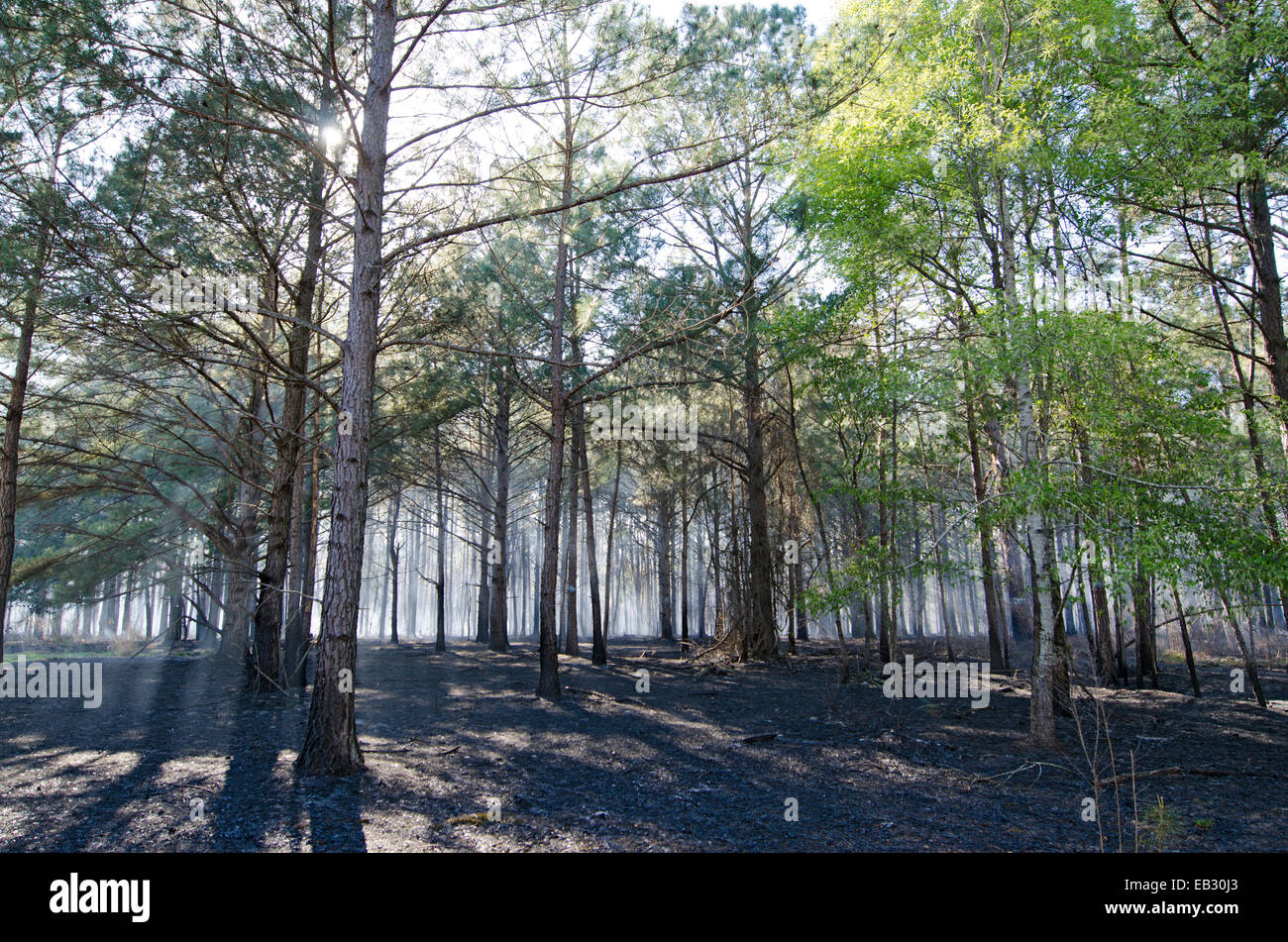 Nachwirkungen einer vorgeschriebenen Verbrennung in einem Longleaf Kiefernwald in Moody natürliche Waldgebiet von The Nature Conservancy verwaltet. Stockfoto