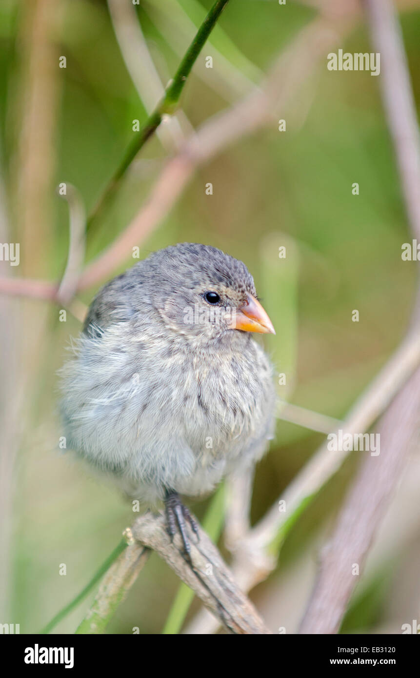 Ein weiblicher kleine Boden Fink an der Charles-Darwin-Forschungsstation in Puerto Ayora auf Santa Cruz Island im Galapagos National Park. Stockfoto