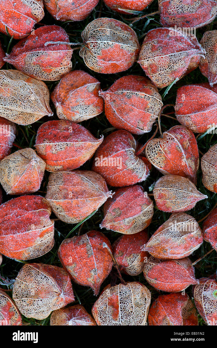 Physalis Alkekengi. Frostigen Lampion Samen Gehäuse und Obst Blumenmuster Stockfoto