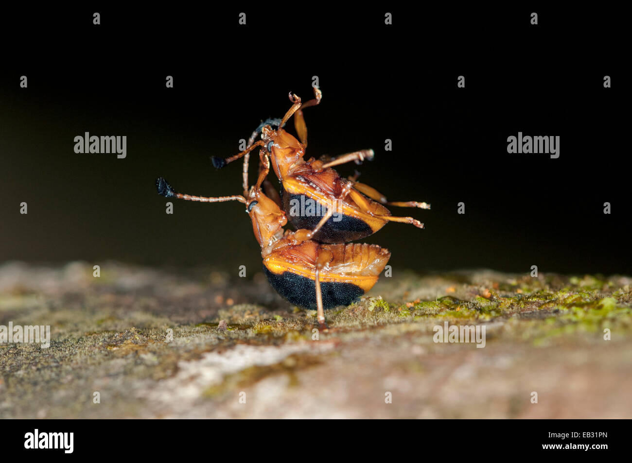 Blattkäfer (Crysomelidae), Paarung, Naturschutzgebiet Tambopata, Region Madre De Dios, Peru Stockfoto