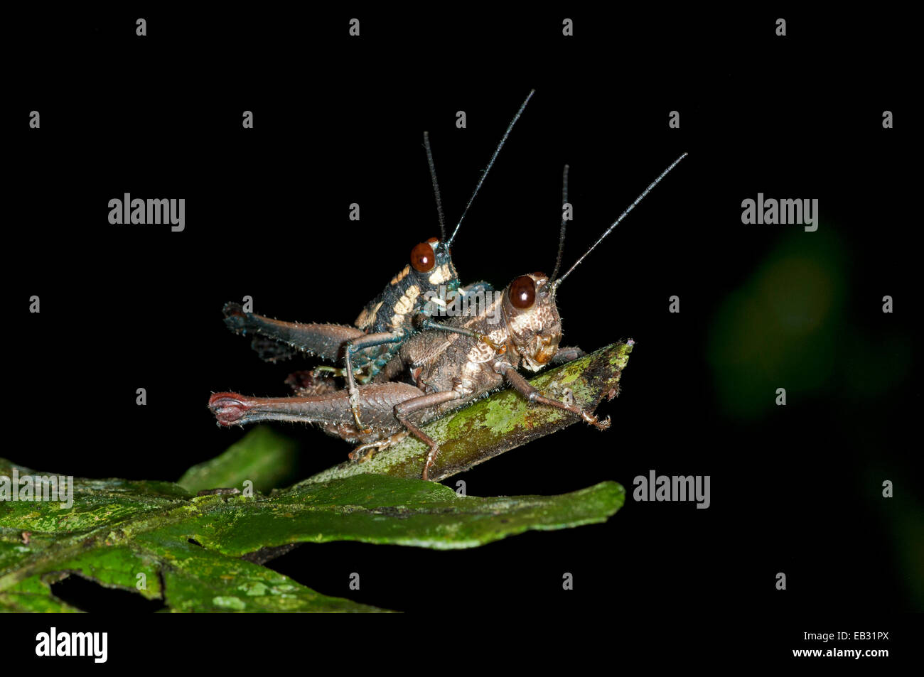 Heuschrecken (Feldheuschrecken), Paarung, Naturschutzgebiet Tambopata, Region Madre De Dios, Peru Stockfoto