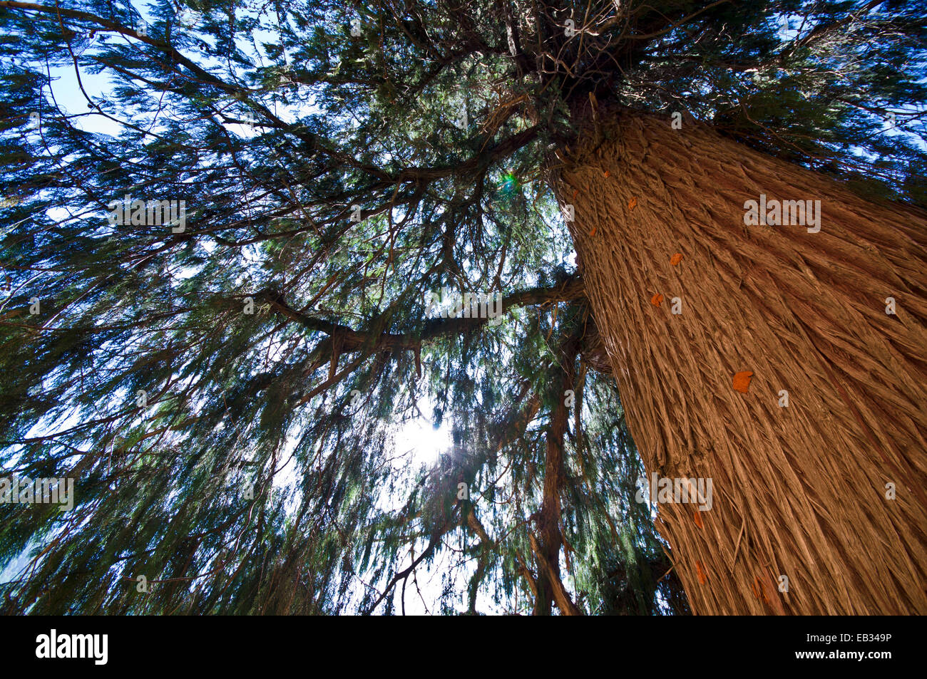 Die enorme Orange gerippt Stamm und Baldachin aus Bhutan National Baum die Bhutan-Zypresse. Stockfoto