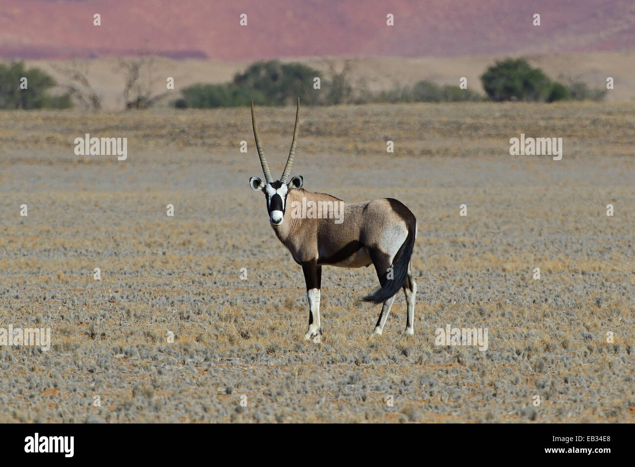 Oryx (Oryx Gazella) in die Salzpfanne von Sossusvlei, Namib Wüste, Sossusvlei, Namib Naukluft Park, Namibia Stockfoto