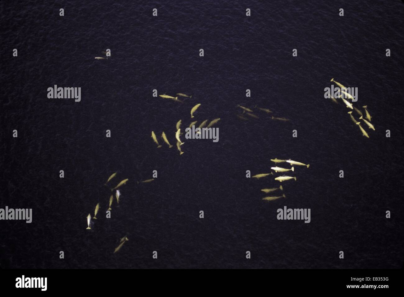 Wilde Beluga Wal Hülsen oder Meer Kanaren, Delphinapterus Leucas. Stockfoto