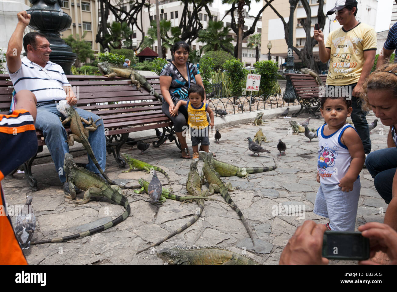 Menschen versammelt, um zu beobachten, mit spielen und füttern zahme Leguane und Tauben in einem Stadtpark. Stockfoto