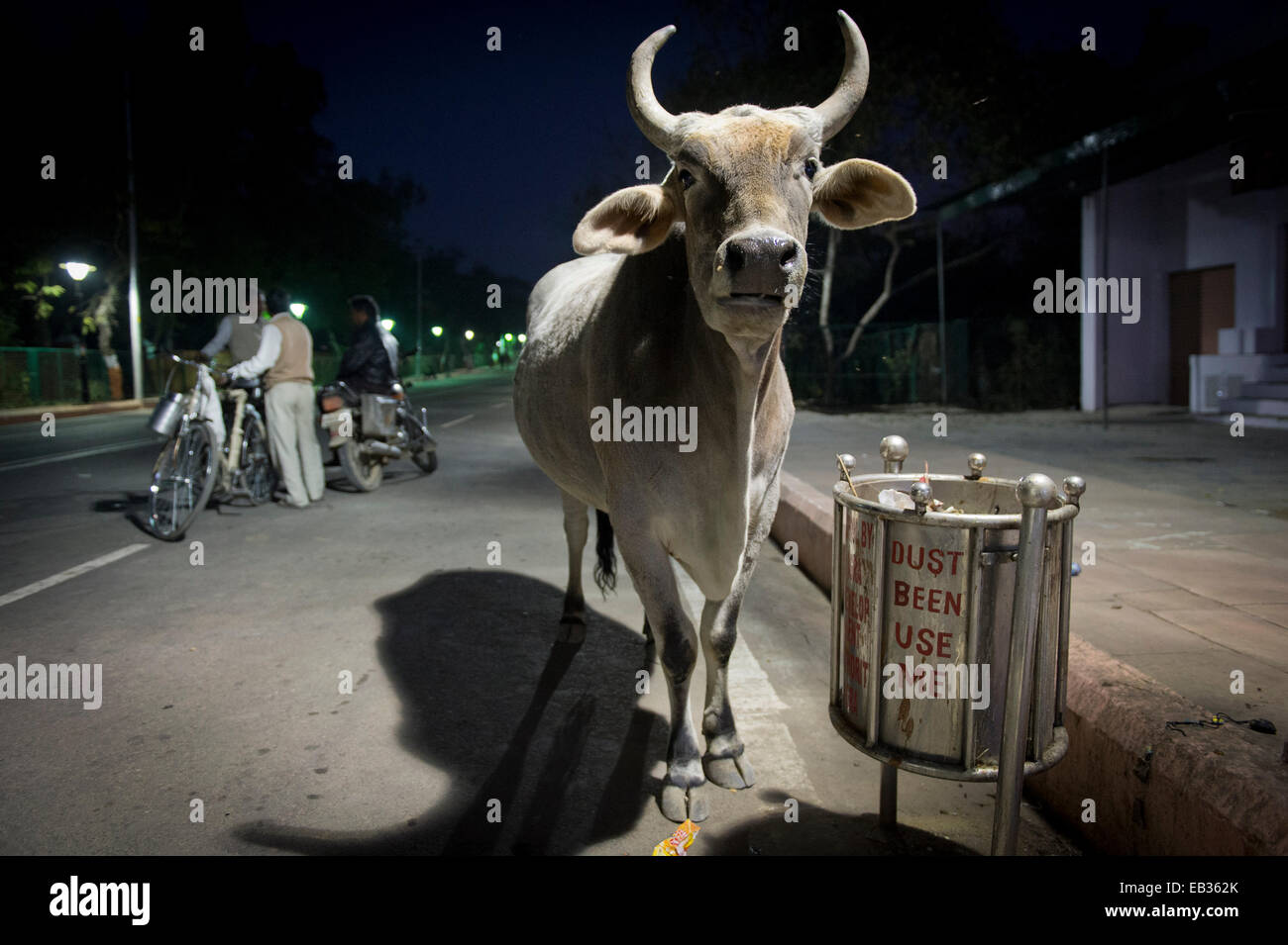 Kuh gestanden vor Mülleimer mit der grammatikalisch falsche Inschrift "Staub Verwendung mich ', Agra, Uttar Pradesh, Indien Stockfoto