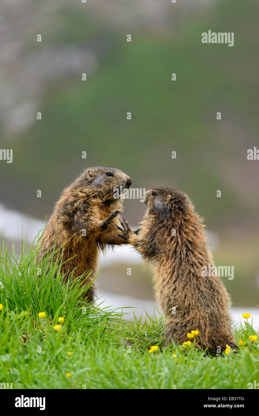 Alpine Murmeltiere (Marmota Marmota) Streit auf einer Almwiese, Oberstdorf, Oberallgäu, Allgäu, Schwaben, Bayern, Deutschland Stockfoto