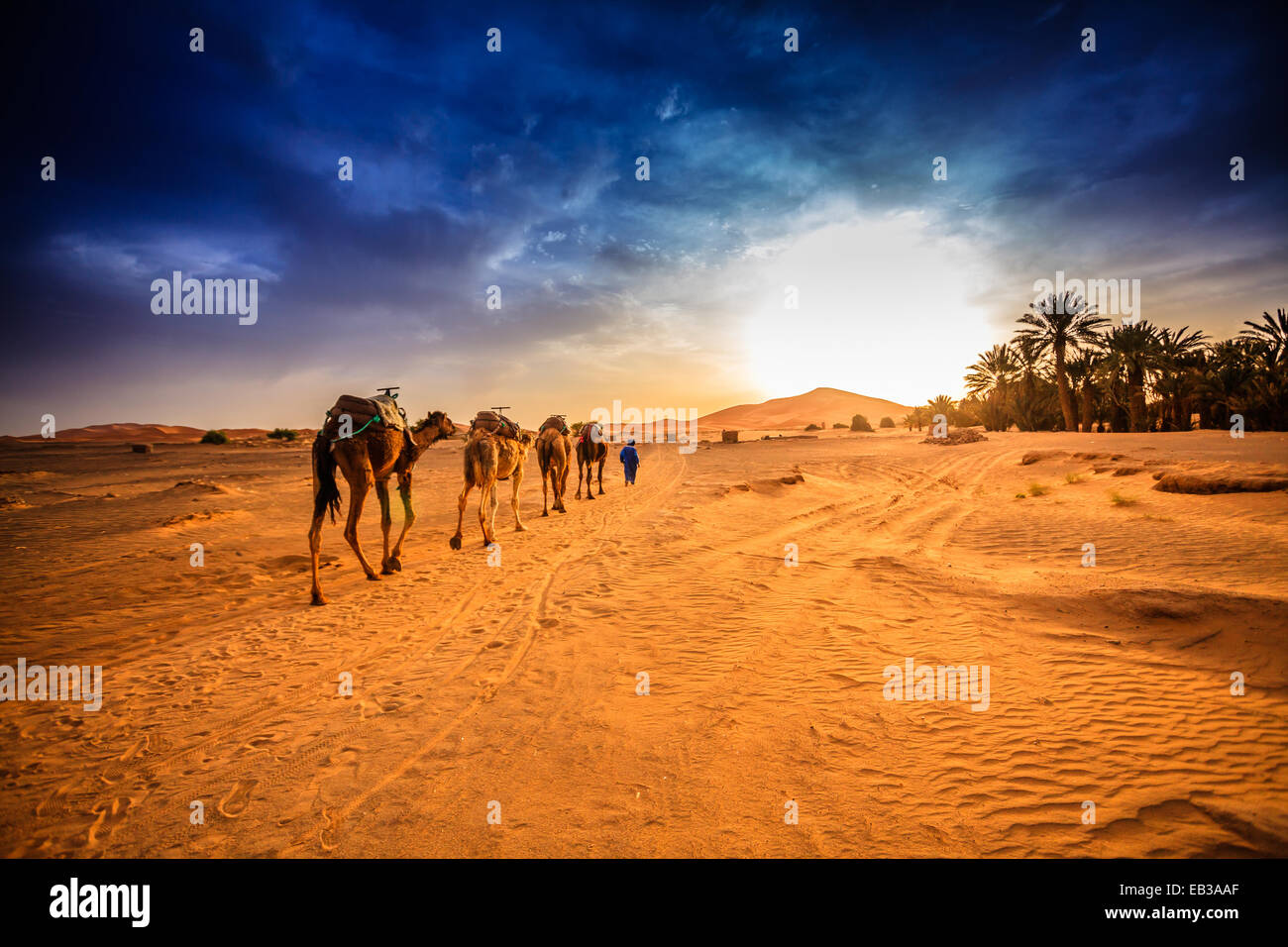 Kamel-Karawane in der Wüste Sahara, Marokko Stockfoto