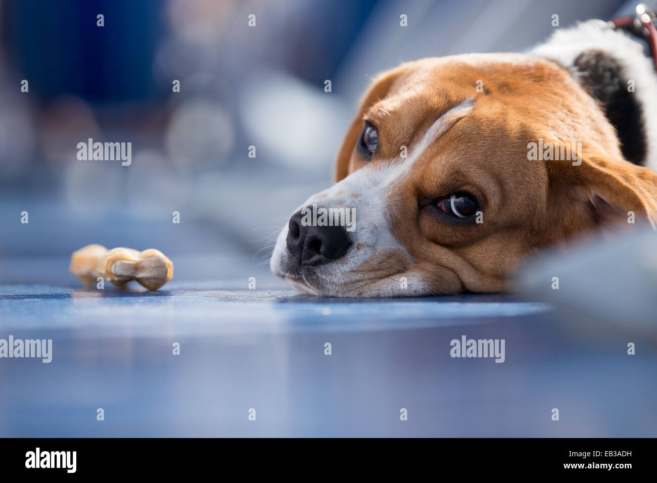 Porträt des Beagle-Hundes mit einem Kauknochen Stockfoto