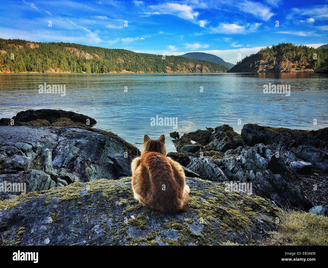 Katze sitzt auf Felsen am See Stockfoto