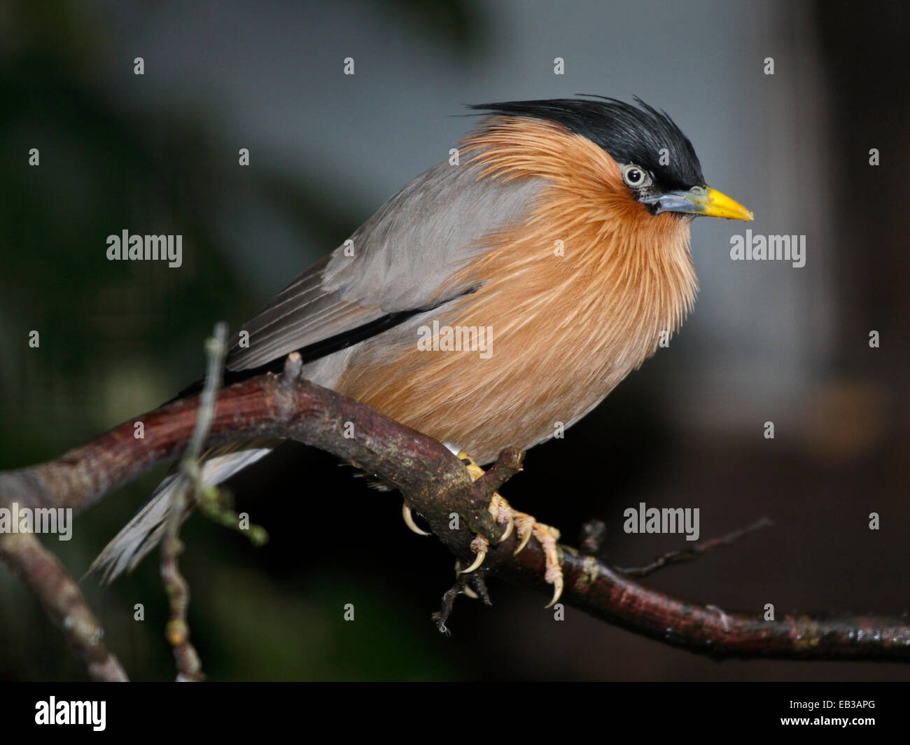 Brahminy Starling (Sturnia Pagodarum) auch bekannt als Brahminy Myna und Pagode Starling Stockfoto