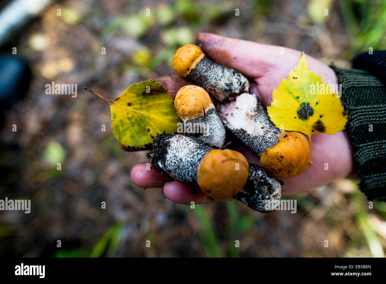 Nahaufnahme von Hand mit Pilzen Stockfoto