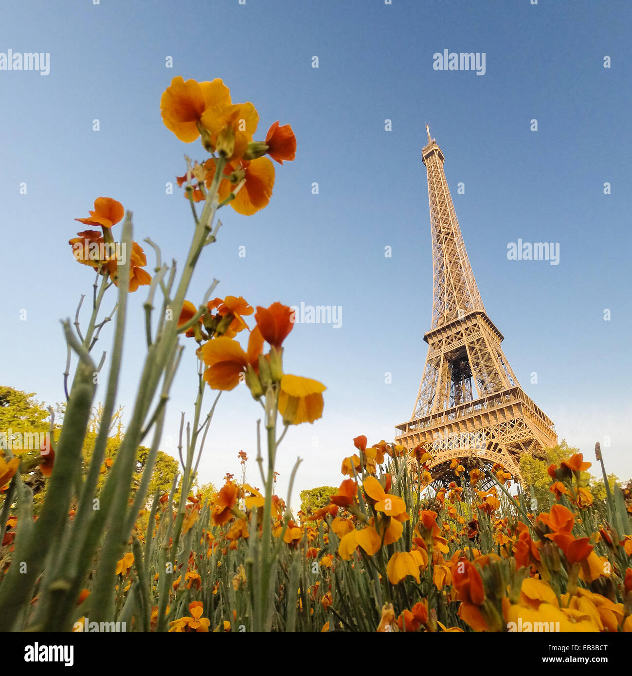 Eiffelturm gesehen durch Blumen, Paris, Frankreich Stockfoto