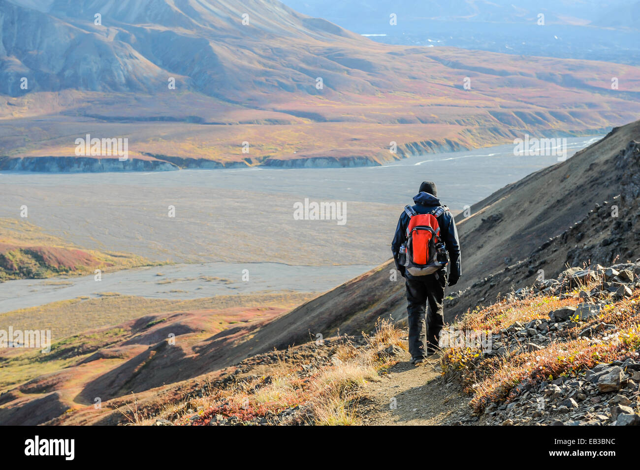Mann, der entlang des Pfades, Denali Nationalpark, Alaska, Vereinigte Staaten läuft Stockfoto