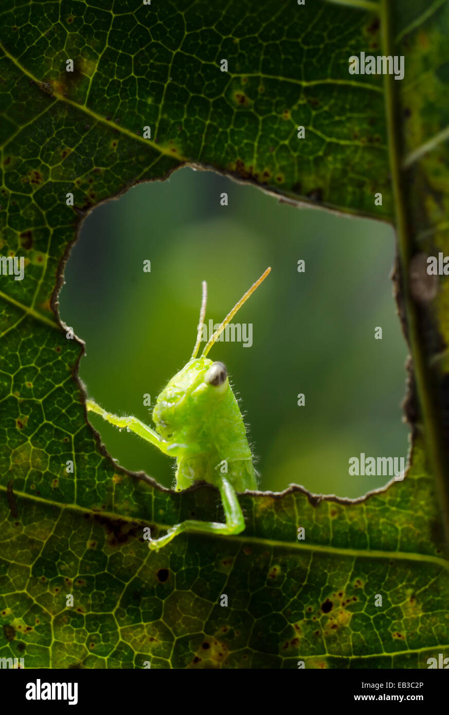Indonesien, Gorontalo, Grasshopper auf Blatt Stockfoto