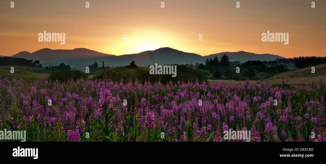 Großbritannien, Schottland, Midlothian, Penicuik, Pentland Hills, Sonnenuntergang über Gebirge mit lila Wildblumen im Vordergrund Stockfoto