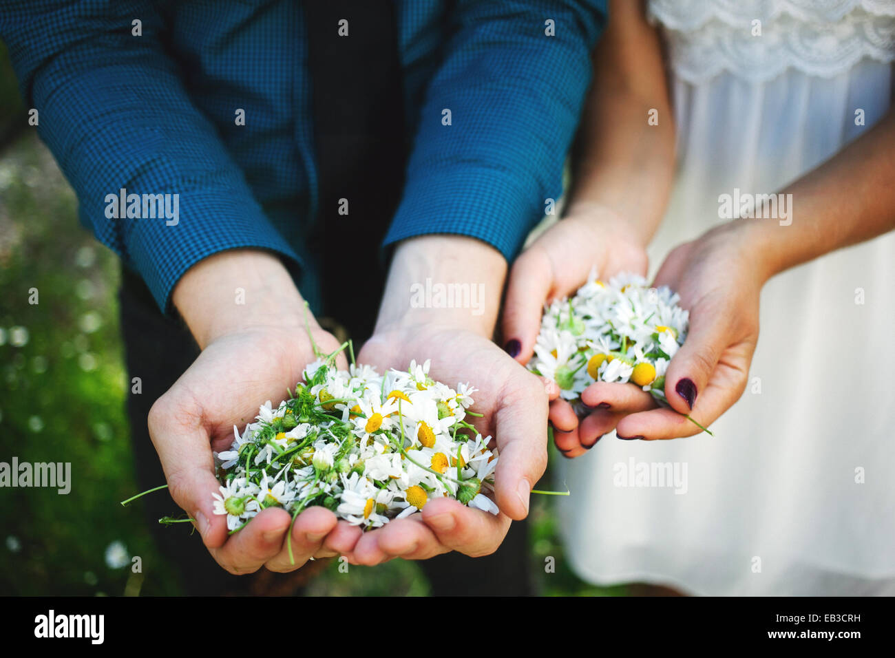 Mann und Frau mit einer Handvoll Kamillenblumen Stockfoto