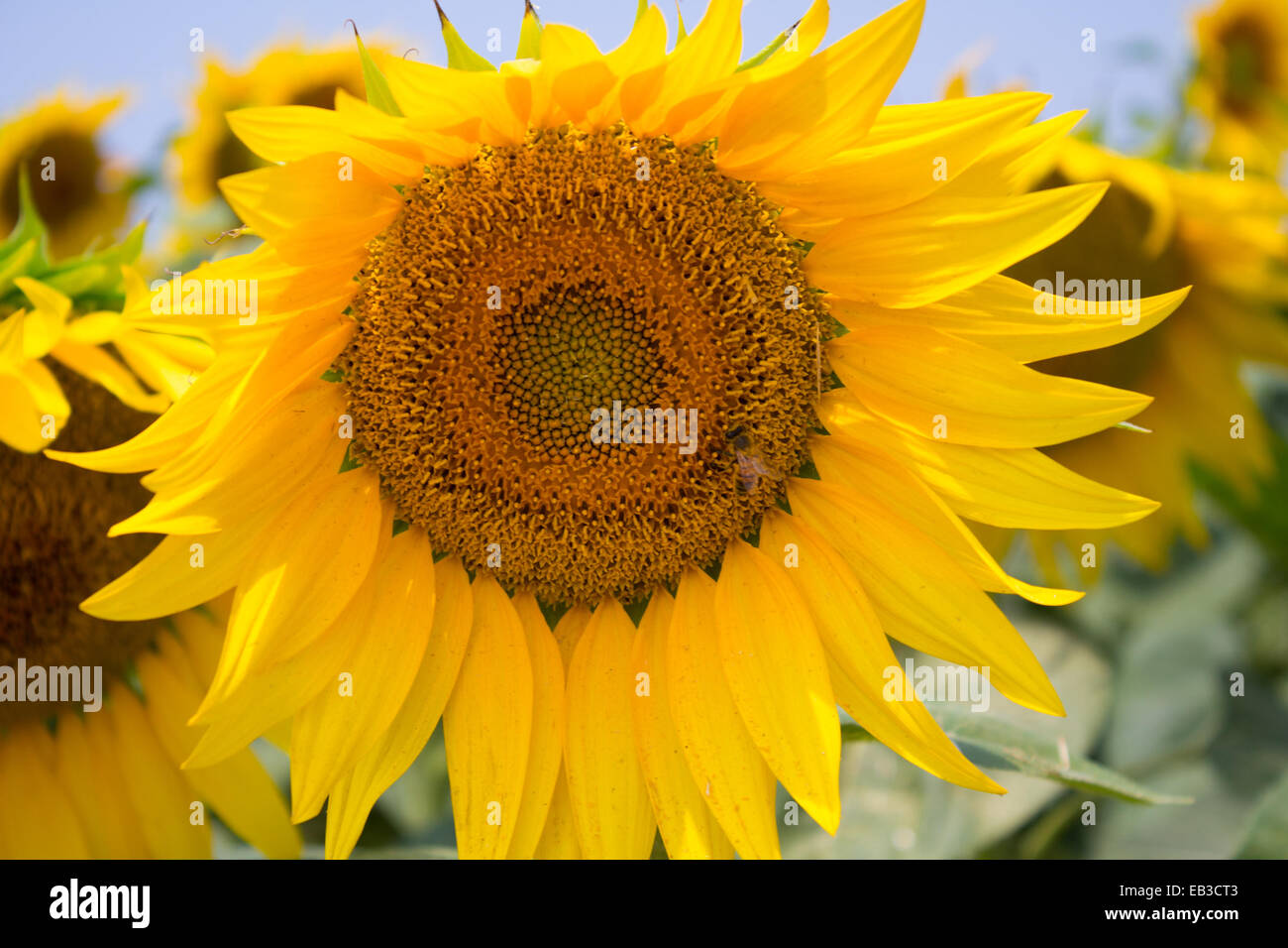 Close-up Schuss Sonnenblumenöl Kopf Stockfoto