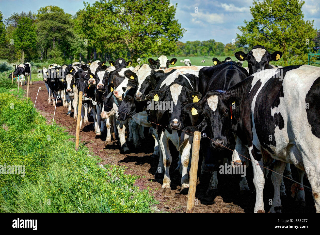Deutschland, Ostfriesland, Gruppe von schwarz-weiß-Holstein Friesian Kühen hinter Zaun, Blick in die Kamera Stockfoto