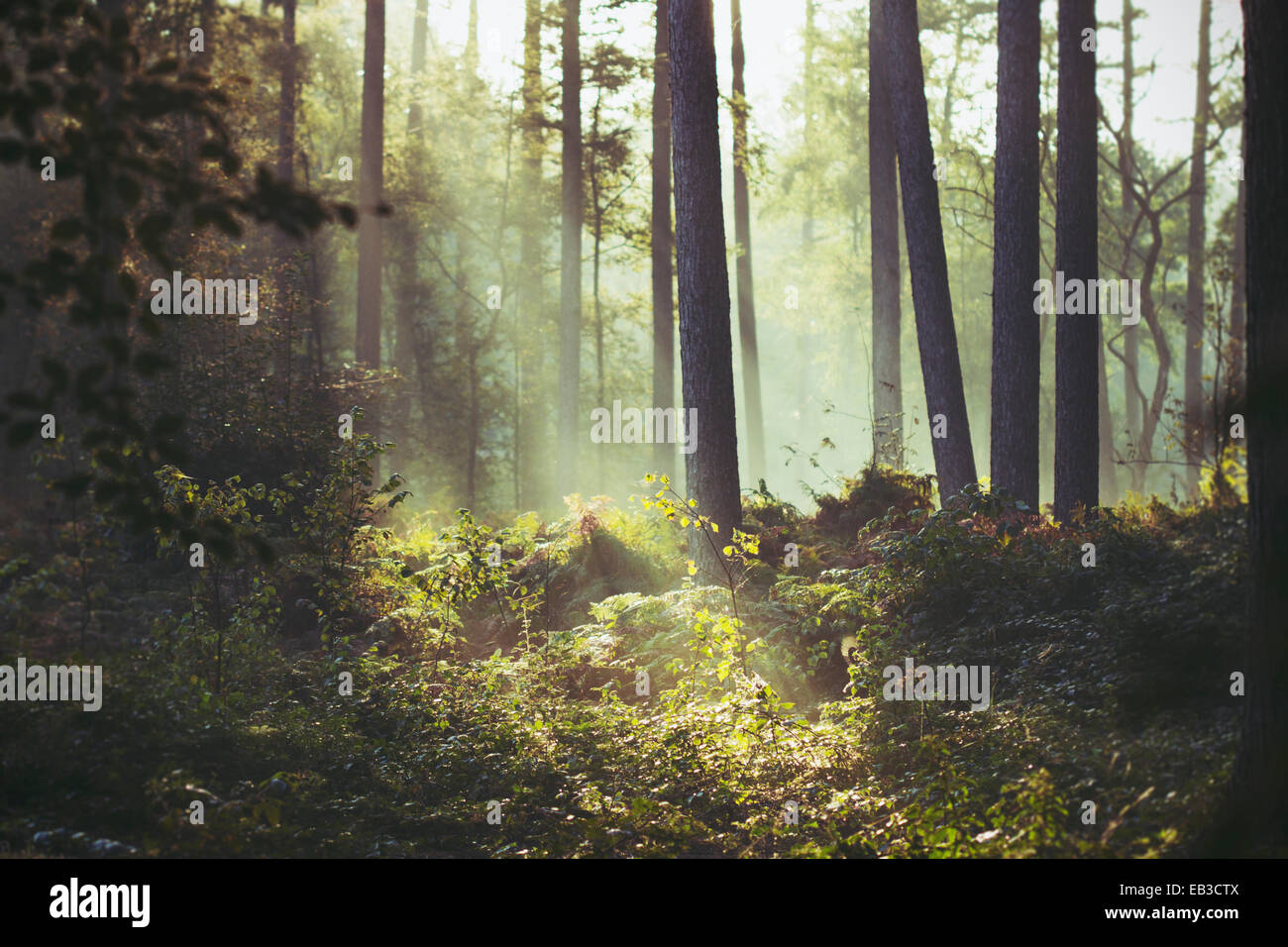 Sonnenlicht durch die Bäume in einem Wald, Brügge, Westflandern, Flandern, Belgien Stockfoto