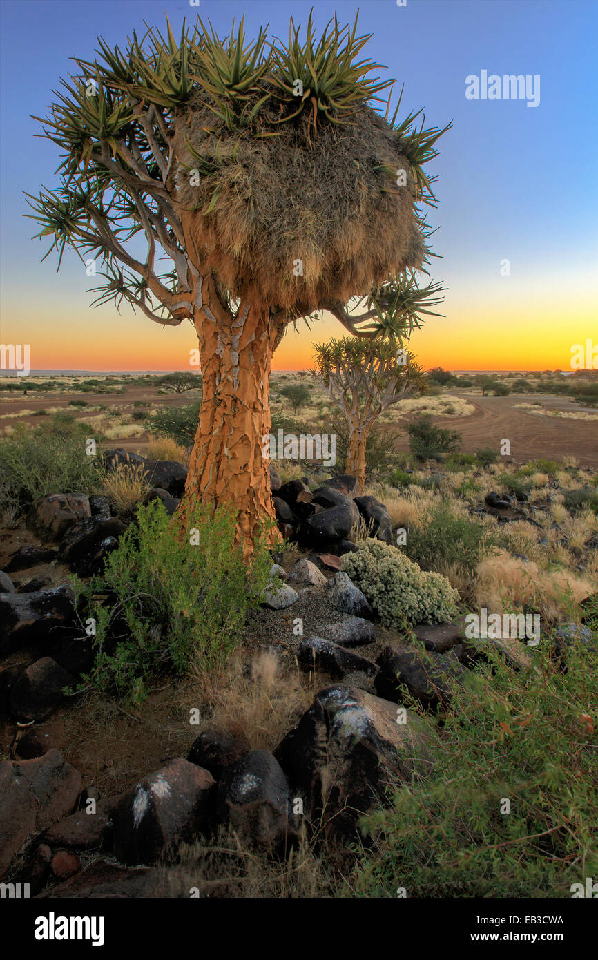 Namibia, Keetmaanshoop, Sociable Weber Vogelnest auf Köcherbaum Stockfoto