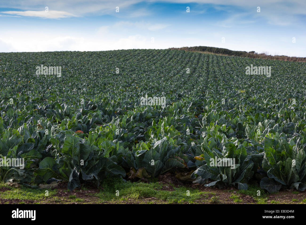 Bereich der Blumenkohl Stockfoto