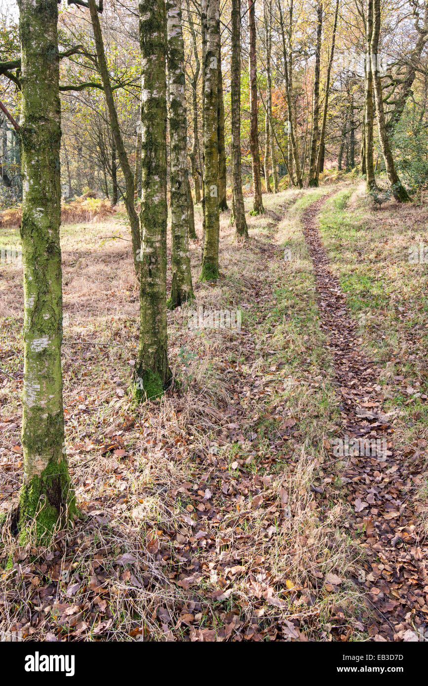 Linie von Silber Birken neben einer Spur in den Wald. Herbstfärbung in dieser Landschaft in der Nähe von Hollingworth in Longdendale. Stockfoto