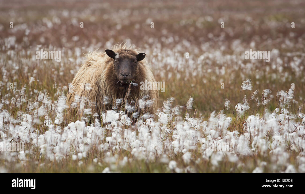 Einsame Schafe in Wollgras Feld, Island Stockfoto