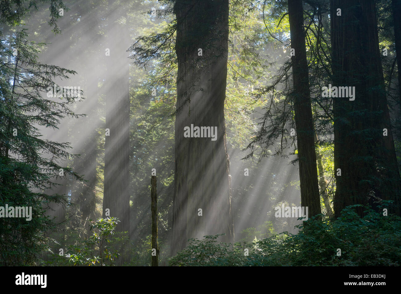 Sonnenstrahlen durchscheinen Bäume in üppigen Wald Stockfoto