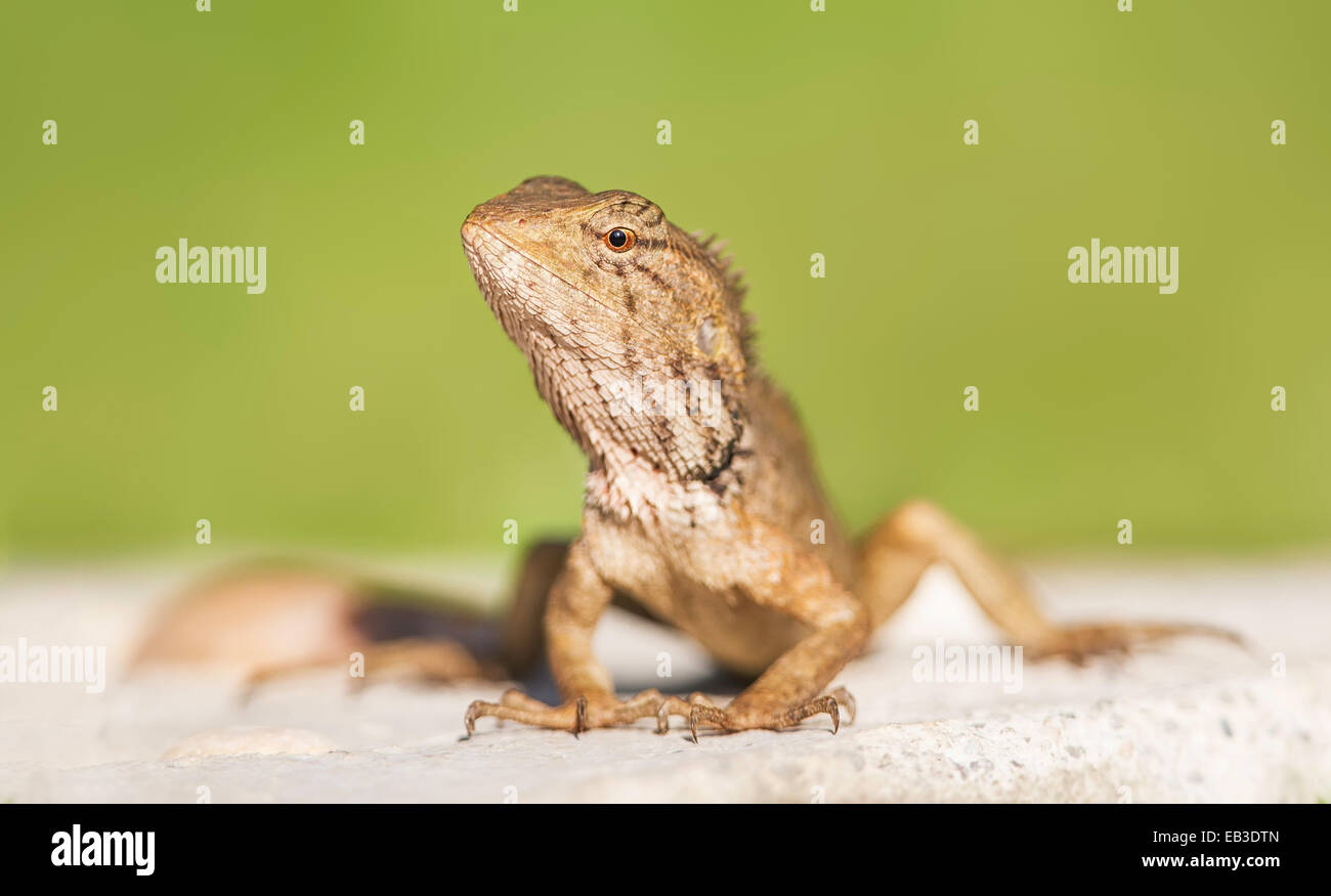 Oriental Garden Lizard (Calotes versicolor), Thailand Stockfoto