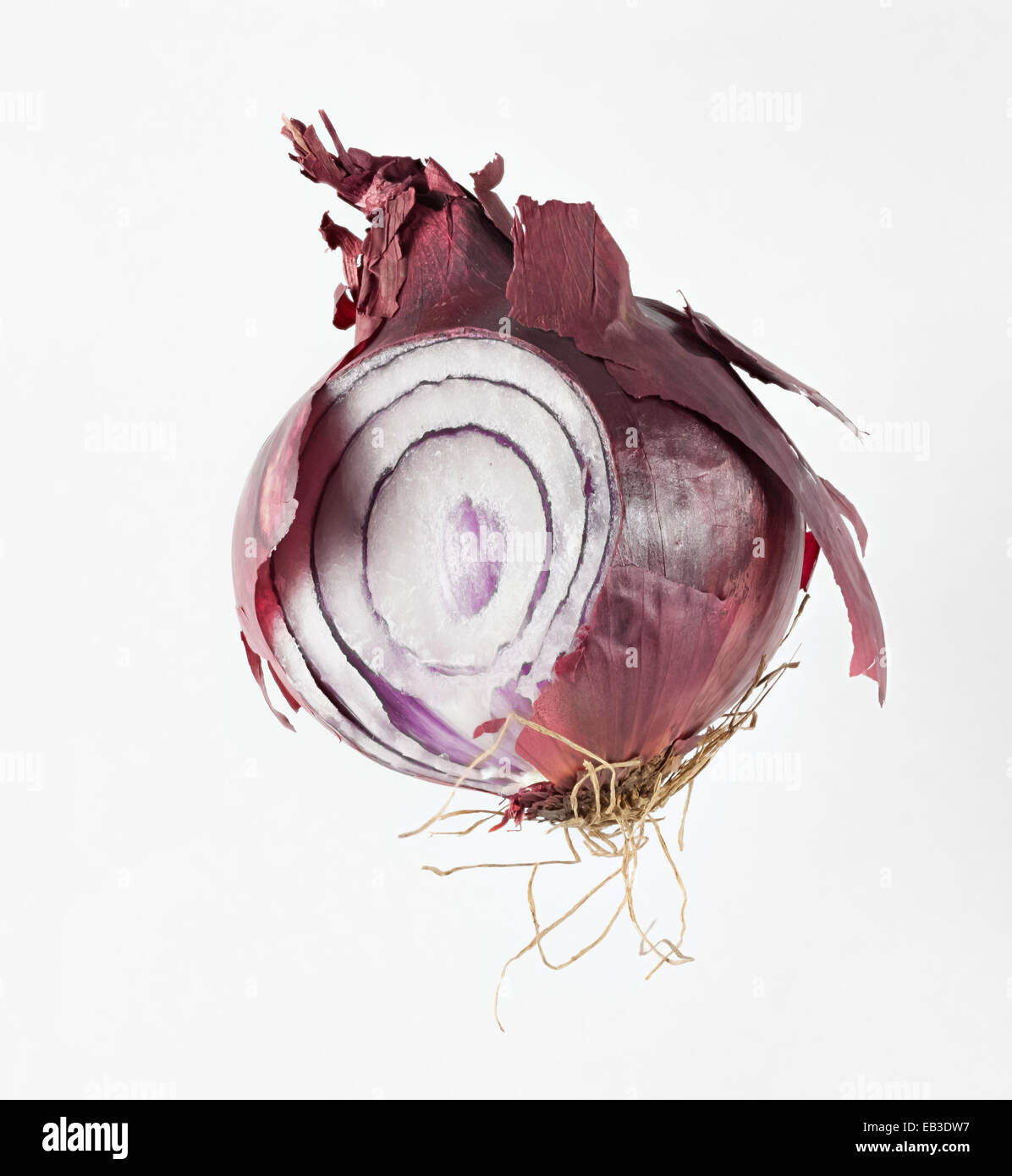 Rot Lila Zwiebel, der Gattung allium, weithin als Kochen Gemüse für seine Aromastoffe verwendet werden. Stockfoto