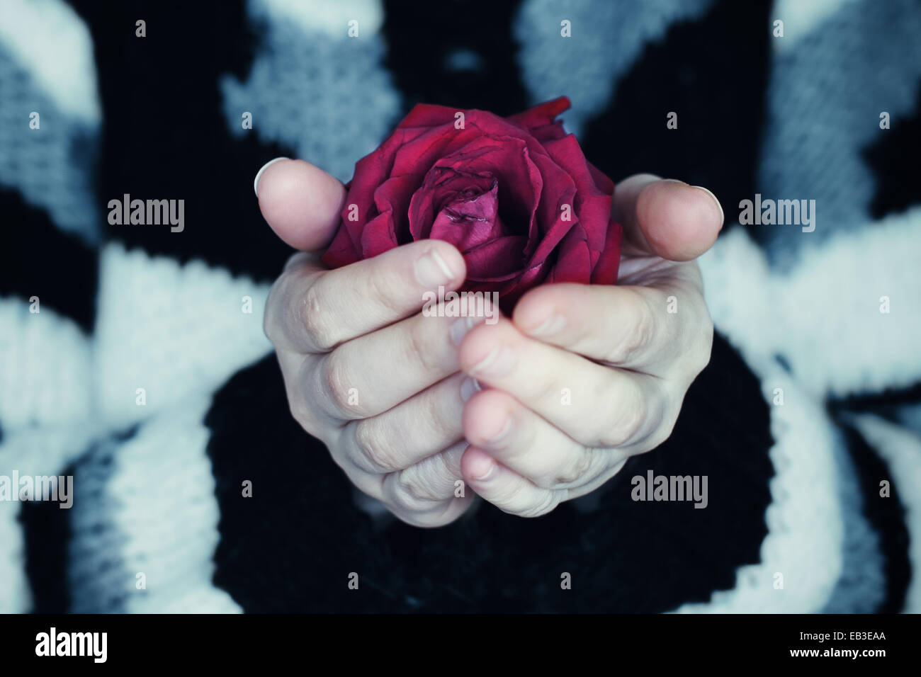 Nahaufnahme einer Frau, die in ihren Händen eine Holding-rote rose Stockfoto